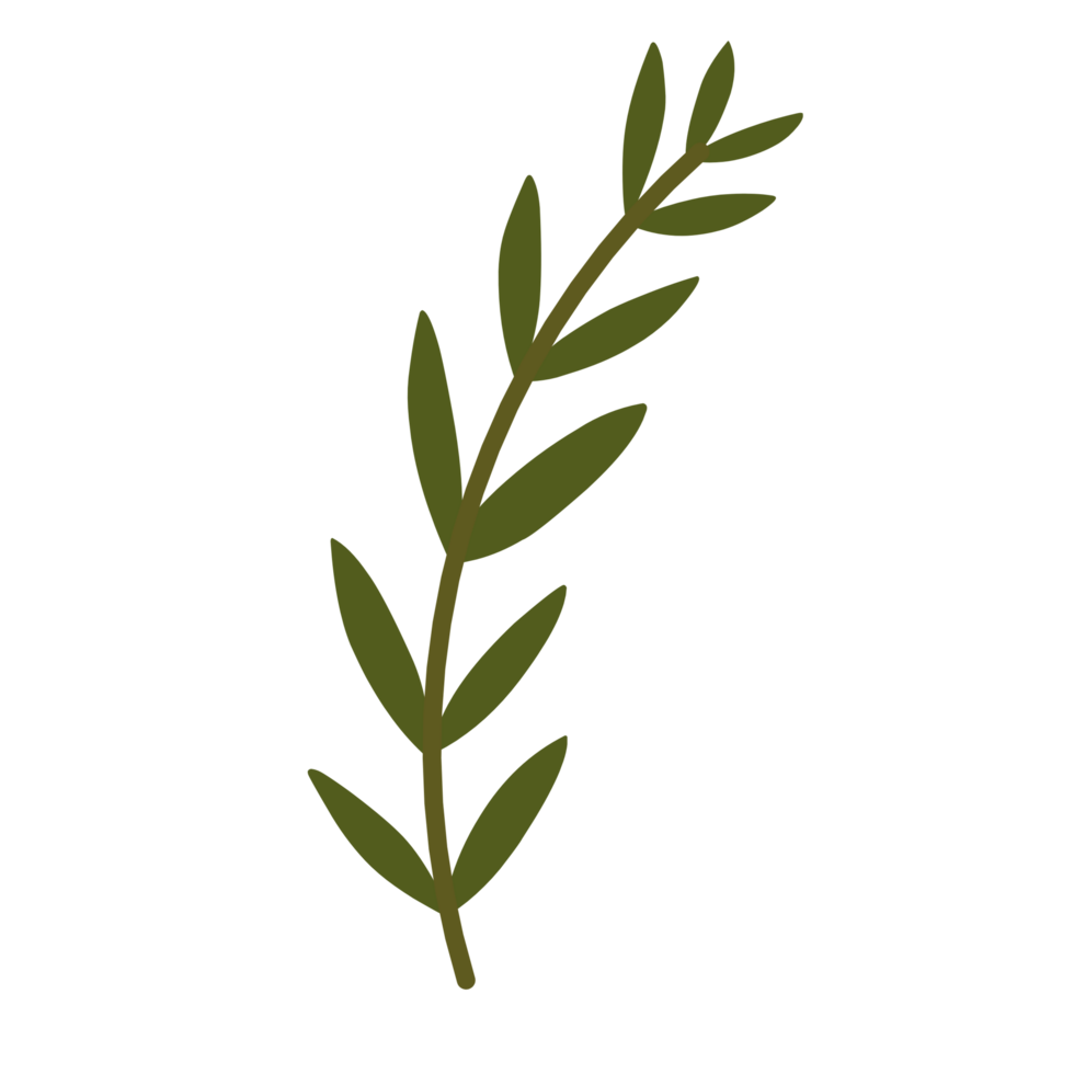 Botanical leaves illustration png