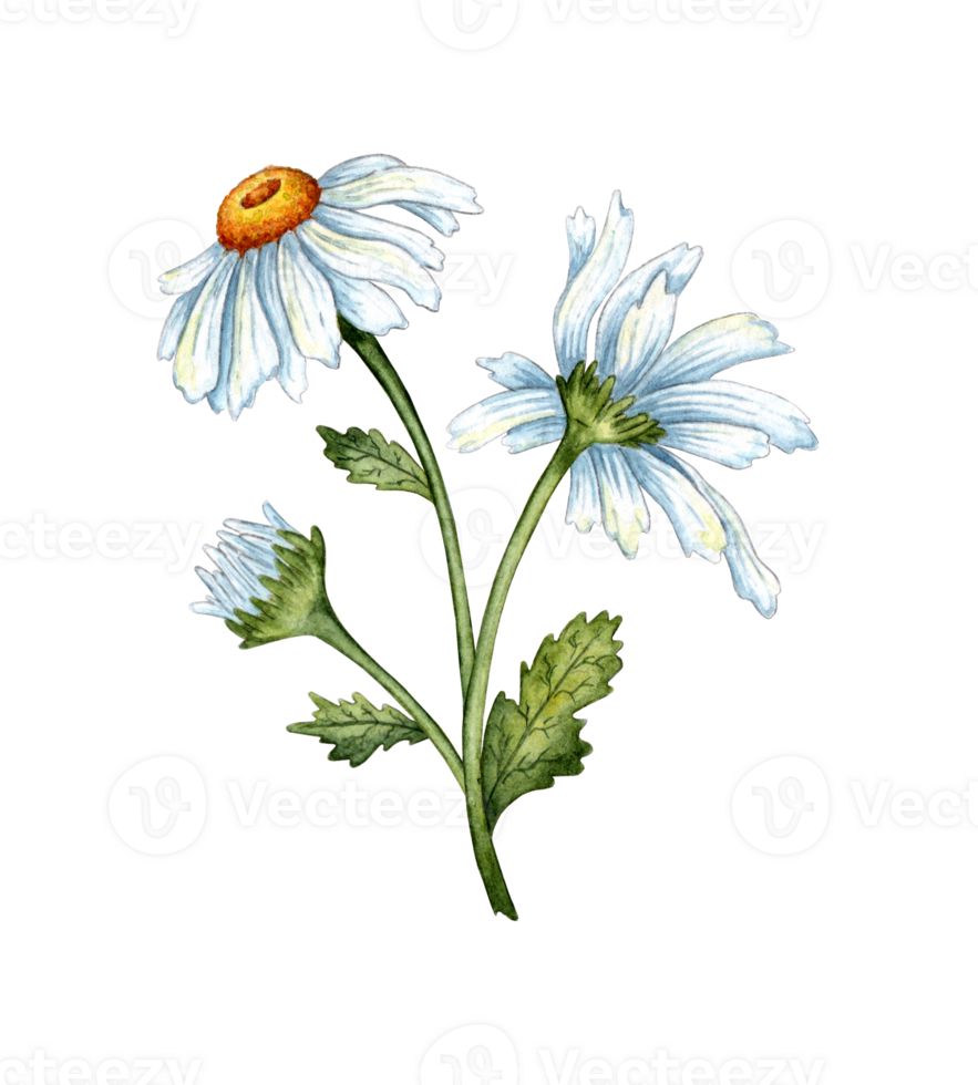 bianca margherite isolato. a mano libera acquerello disegno, botanico illustrazione. grande modello per cucina, casa arredamento, Stazionario, nozze inviti e capi di abbigliamento stampa. png