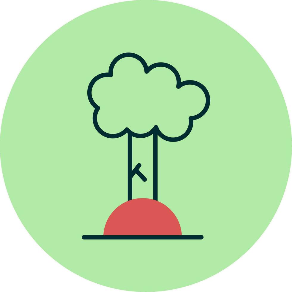 Beech Vector Icon