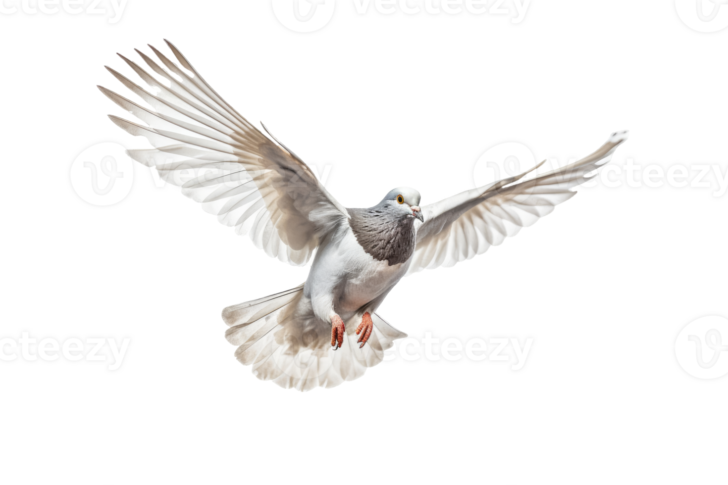 Pigeon isolate on white transparent background , AI Generative png