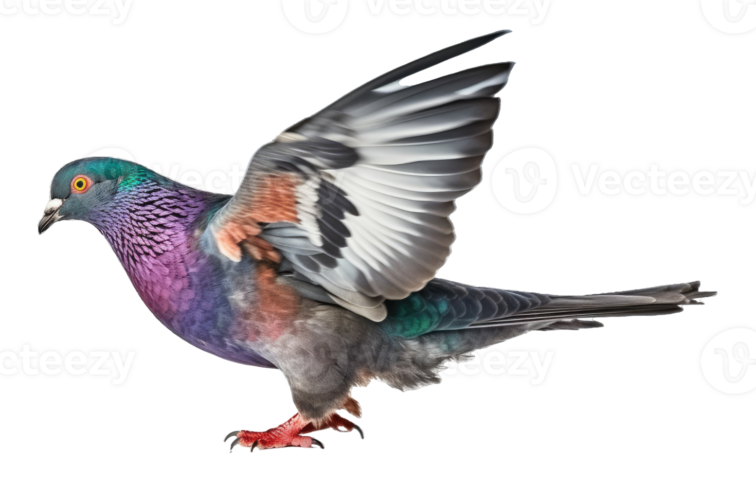 Pigeon isolate on white transparent background , AI Generative png