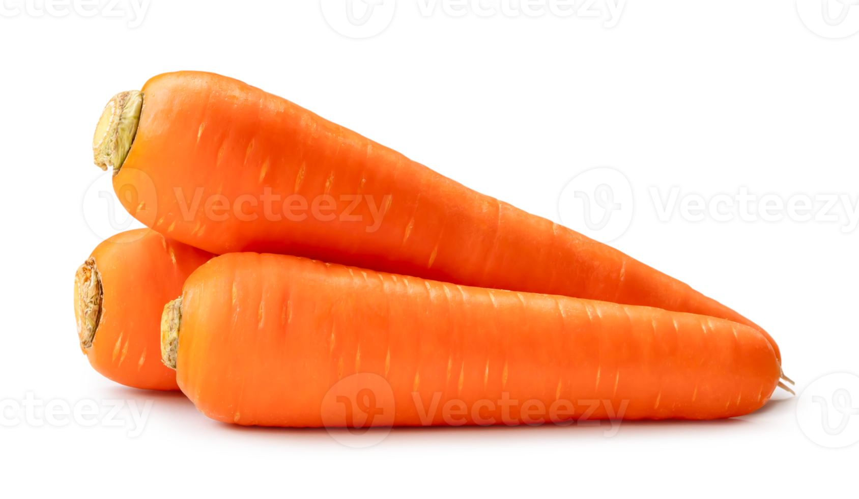Three fresh beautiful orange carrots in stack isolated with clipping path and shadow in png file format Close up of healthy vegetable root with full focus