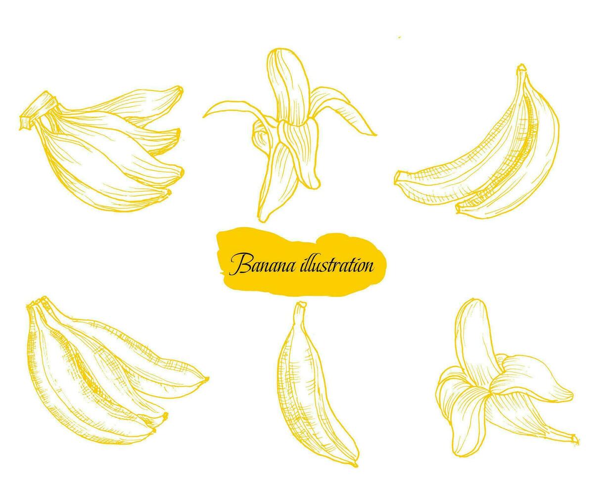 Hand Drawn Banana Fruit Illustration vector