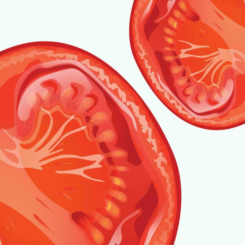 tomatos slice close view vector