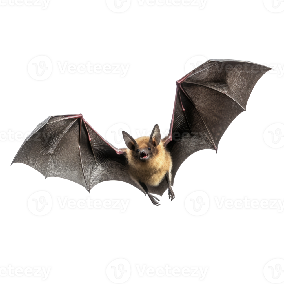 Flying bat isolated on transparent background png