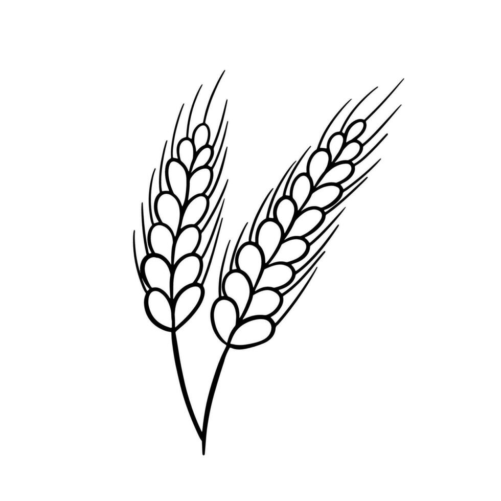 Ear of Wheat, Barley or Rye. Vector outline icon isolated on white background