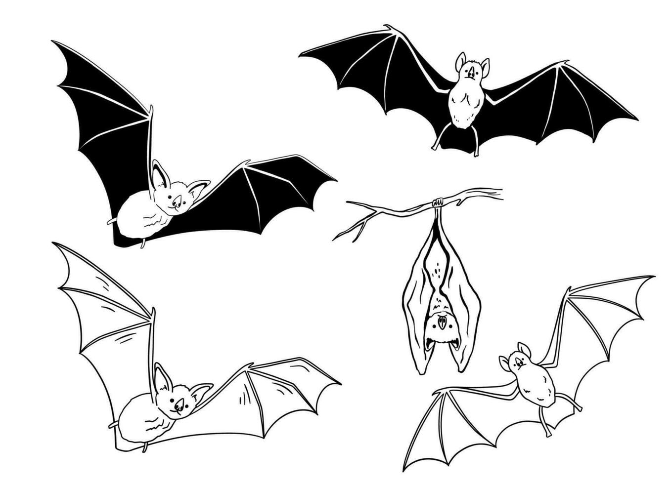 Drawing of cute flying and hanging bat. Nocturnal mammal animal mascot for halloween. Outline vector glyph illustrations set