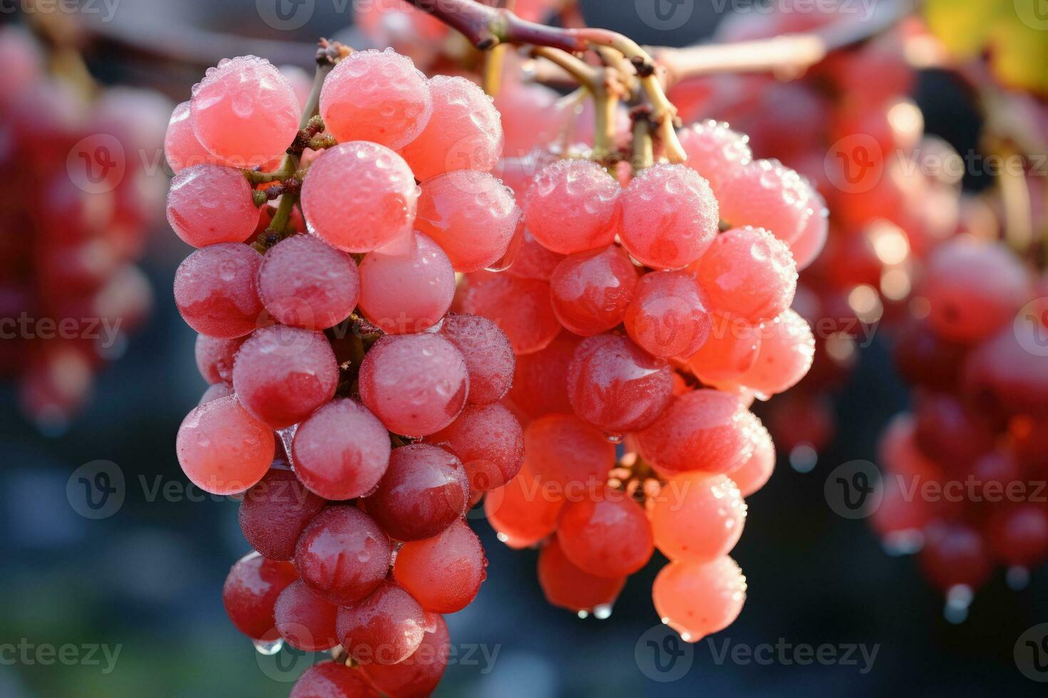 Icy dew on plump grapes destined for luscious ice wine creation photo