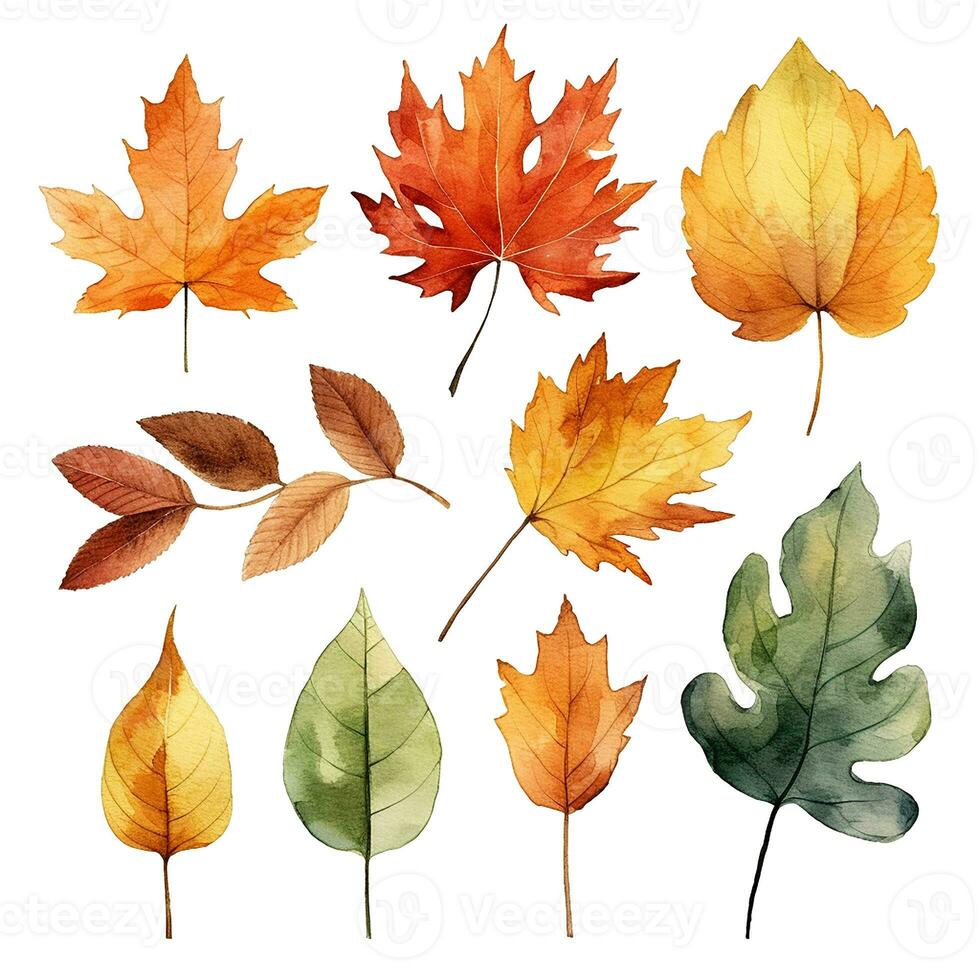 watercolor drawing, set of autumn yellow leaves. autumn holiday, harvest, thanksgiving. photo