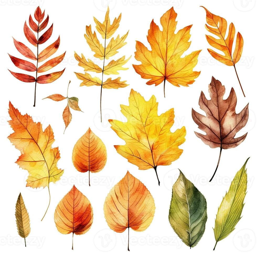 watercolor drawing, set of autumn yellow leaves. autumn holiday, harvest, thanksgiving. photo