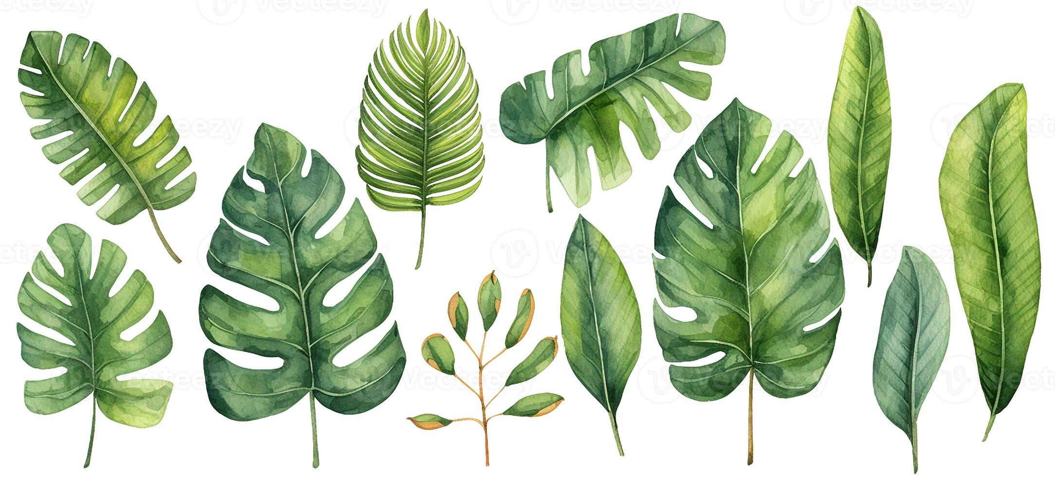 watercolor drawing, set of tropical palm leaves, monstera. tropical forests, clipart photo