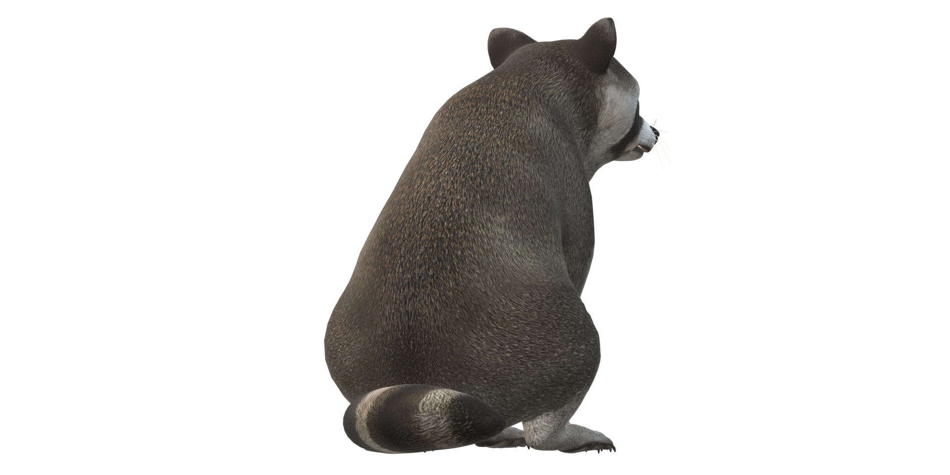 Raccoon isolated on a Transparent Background png