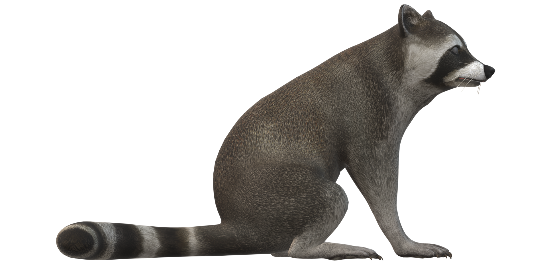 Waschbär isoliert auf ein transparent Hintergrund png