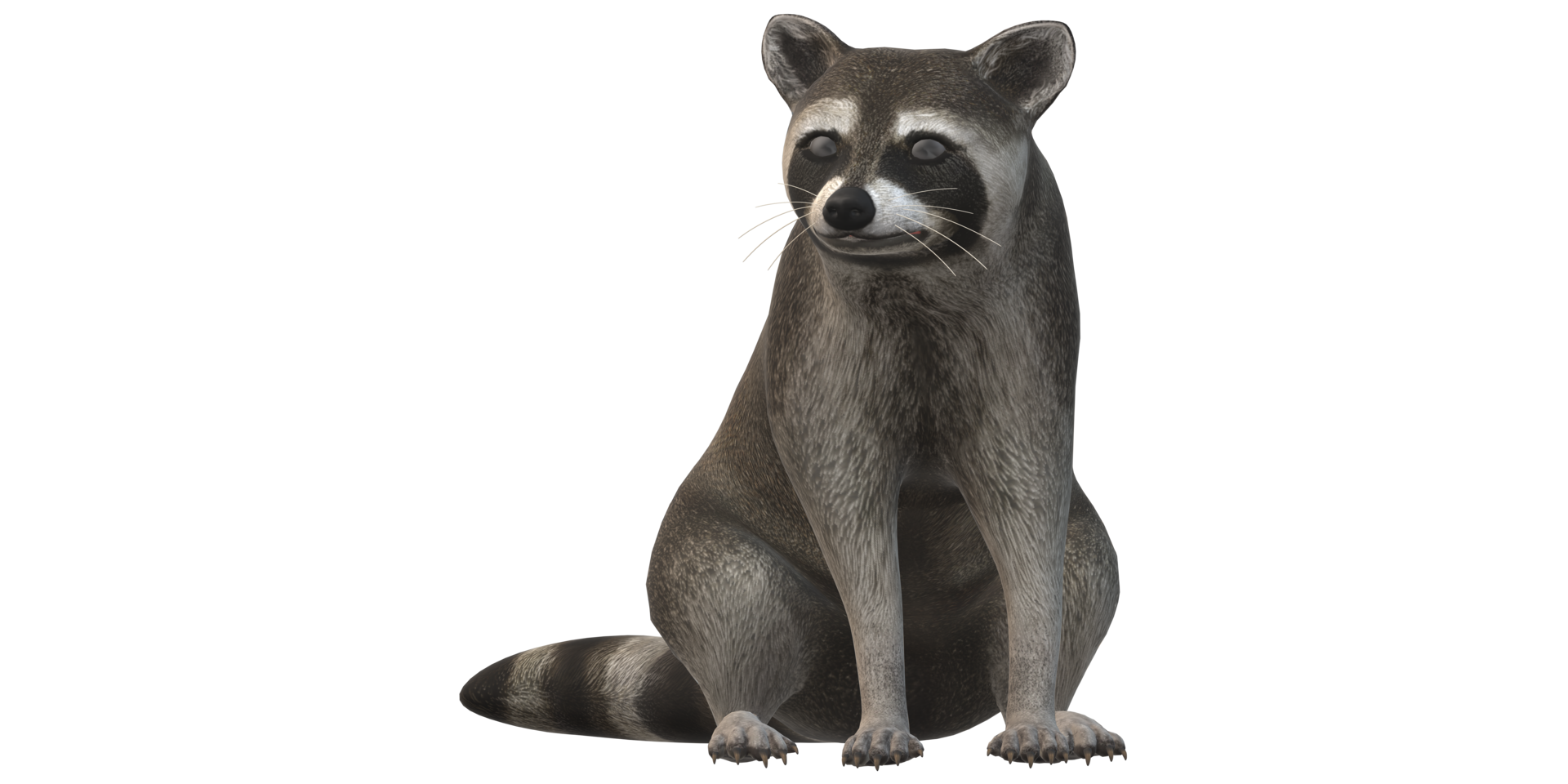 Raccoon isolated on a Transparent Background png