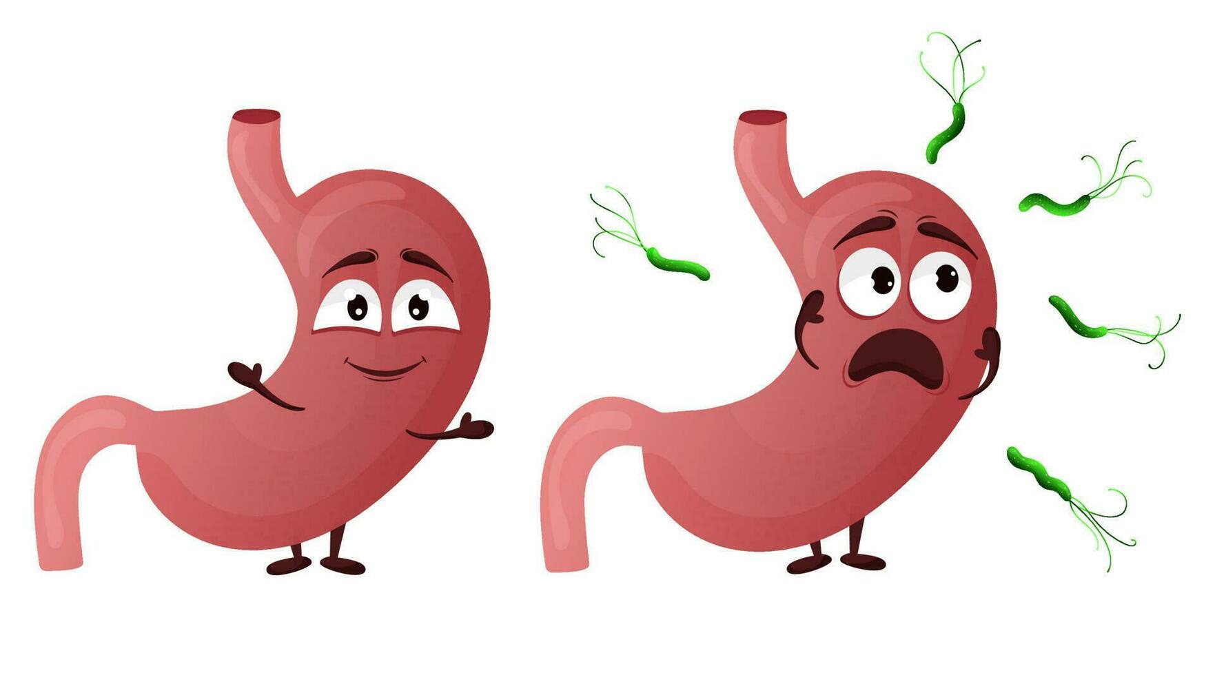 Cartoon stomach character. Concept healthy internal organ and affected helicobacter pylori. Vector illustration