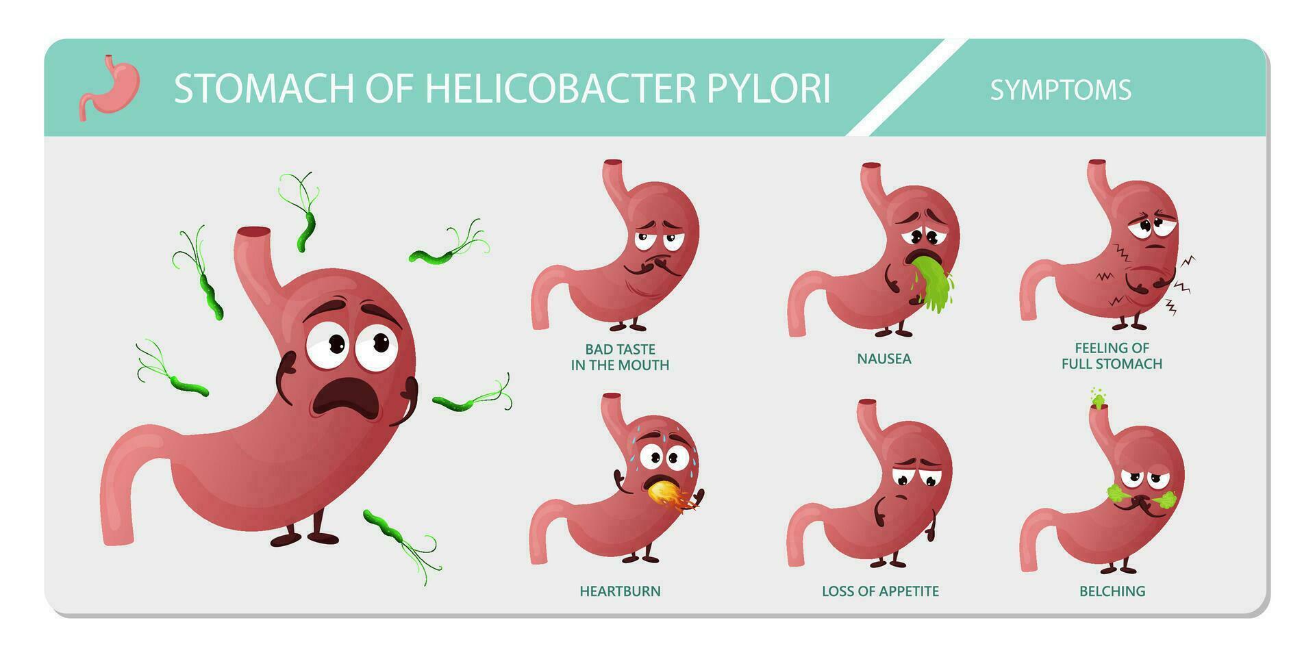 Cartoon stomach characters infographic helicobacter pylori symptoms vector