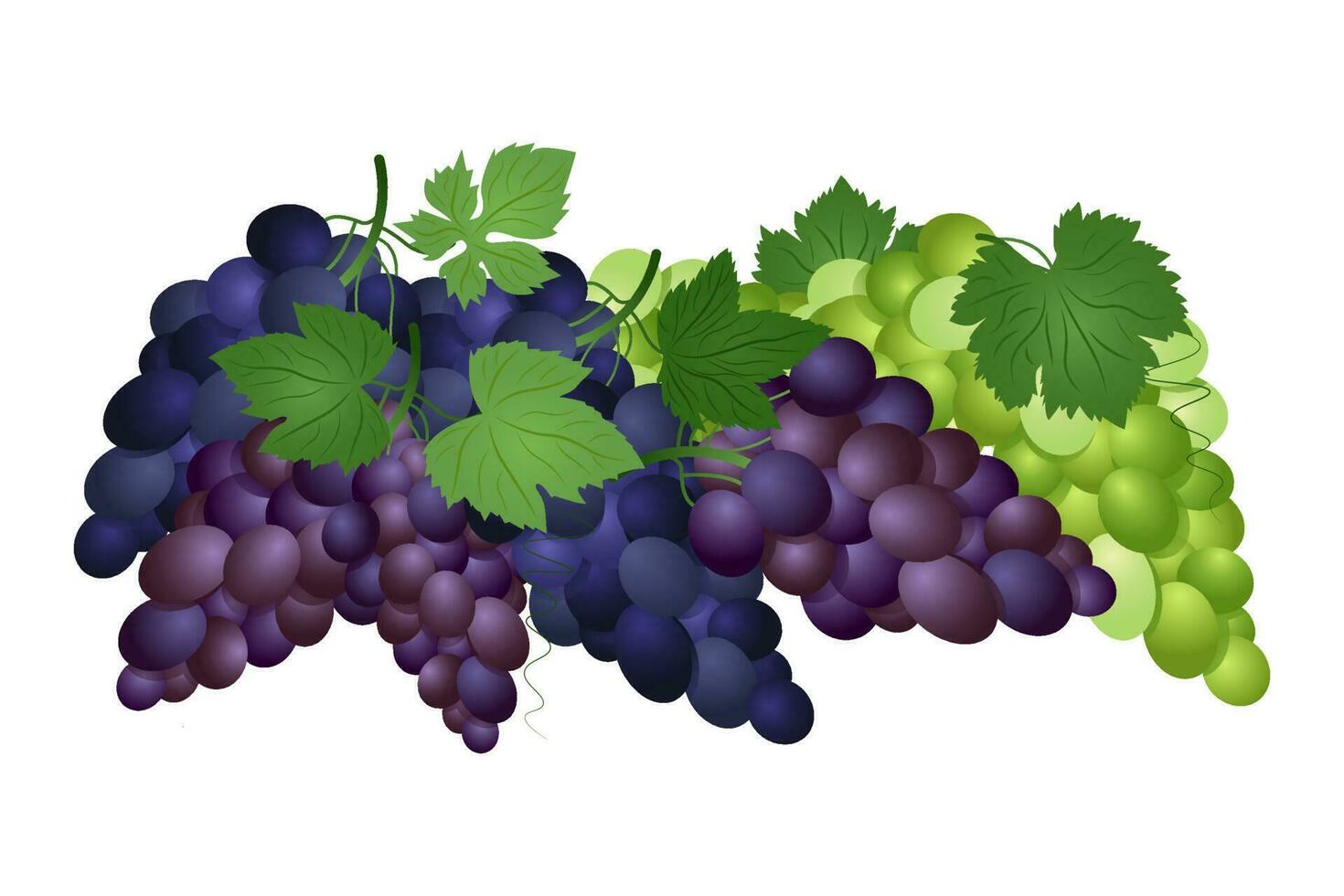 Set of green, purple and blue table grapes with leaves. Vector illustration realistic style