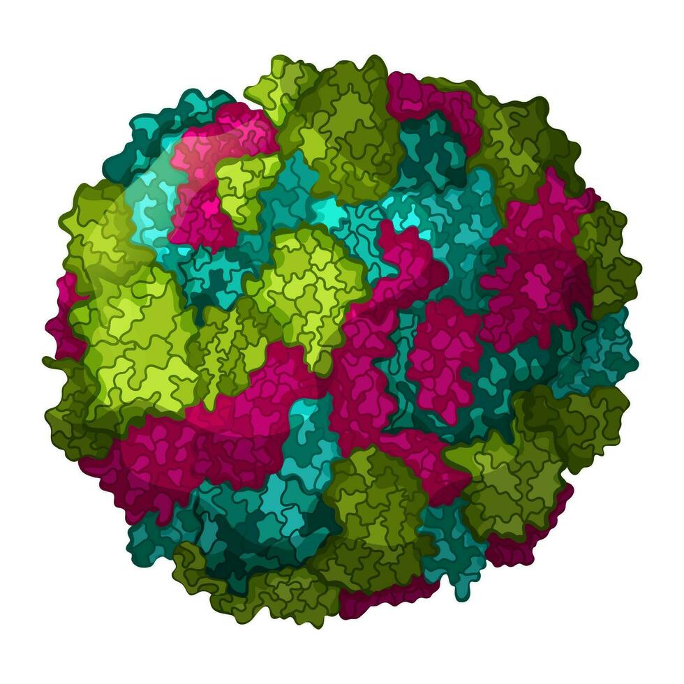 Norovirus, stomach flu structure illustration vector