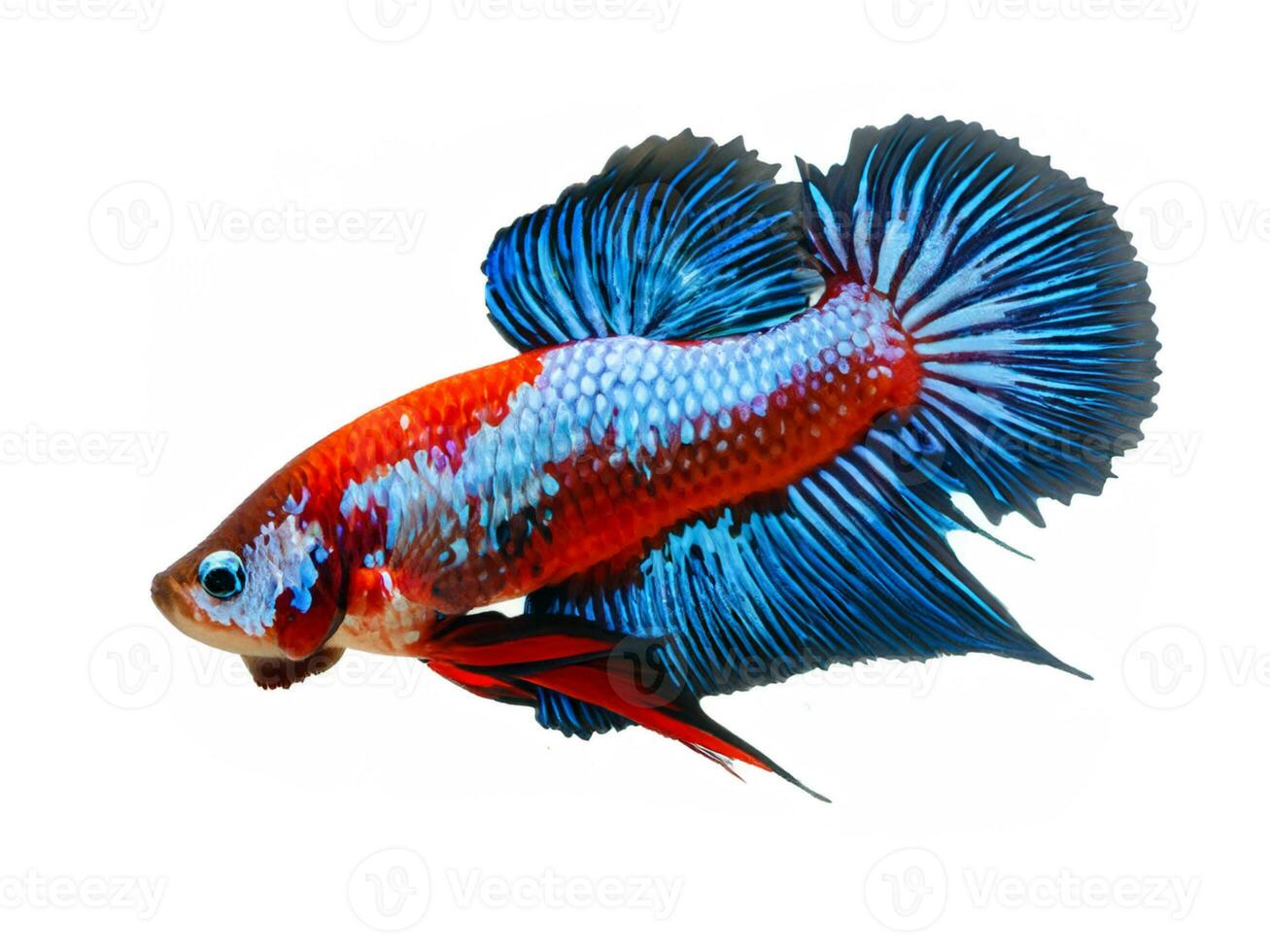 rojo Betta pescado en azul antecedentes. siamés luchando pez, Betta splendens foto