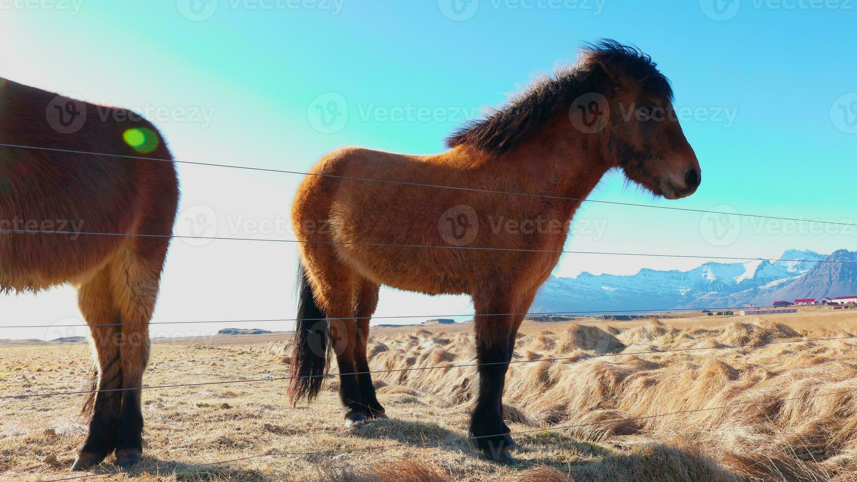 nórdico islandés raza de caballos en rebaño, caminando alrededor campos y creando hermosa natural paisaje. escandinavo paisaje con majestuoso pequeño animales, invierno paraíso. Mano disparo. foto