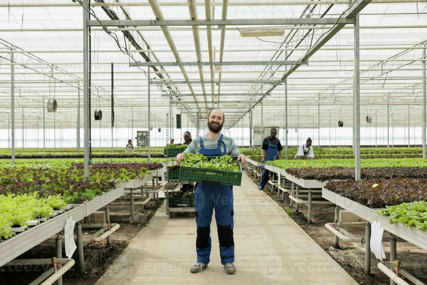 Happy farmer in busy modern entrepreneurial eco greenhouse farm used for growing local healthy eco food. Energy efficient regenerative agriculture using pesticide free soil fertilizer photo