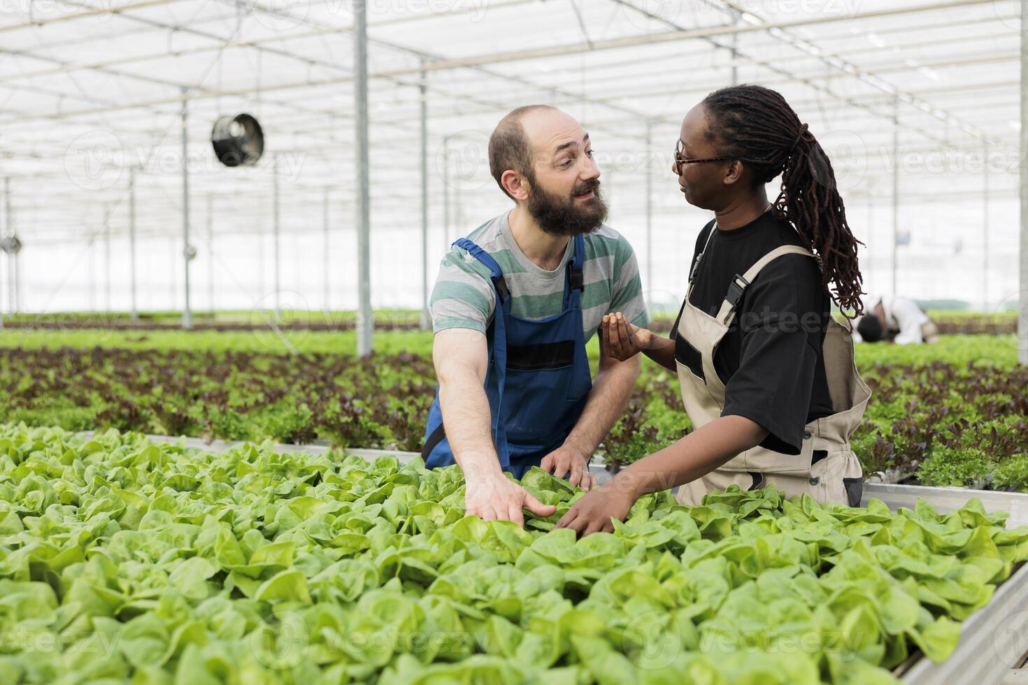 Farm workers happy with the certified organic eco friendly bio nutritious green lettuce crop harvest yield after quality control testing. Modern local sustainable hydroponic greenhouse photo