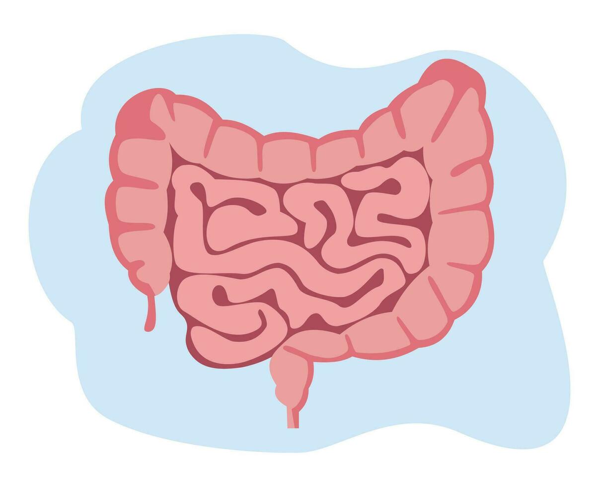 flat vector illustration of small and large intestine. Human internal organ, digestive tract