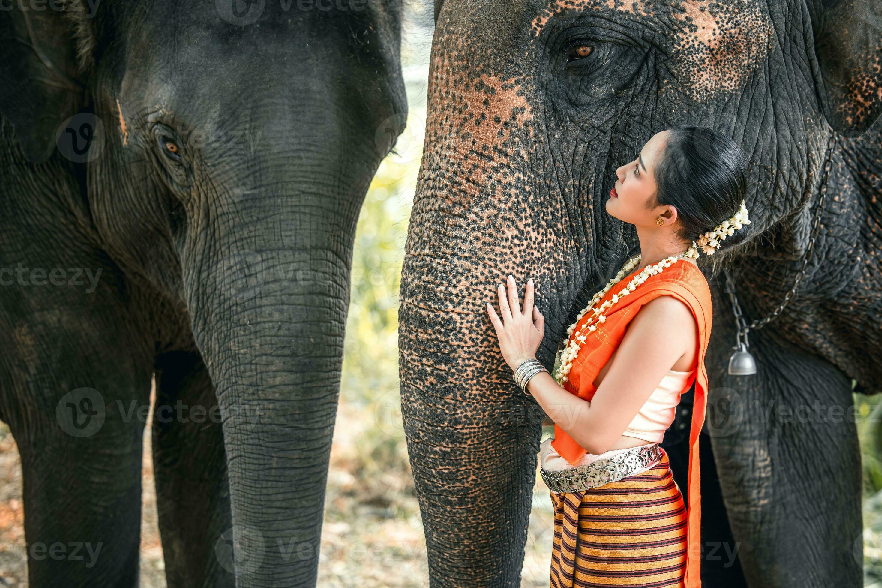 Thai lady beautiful dressing traditional northern style with elephants depict relationship