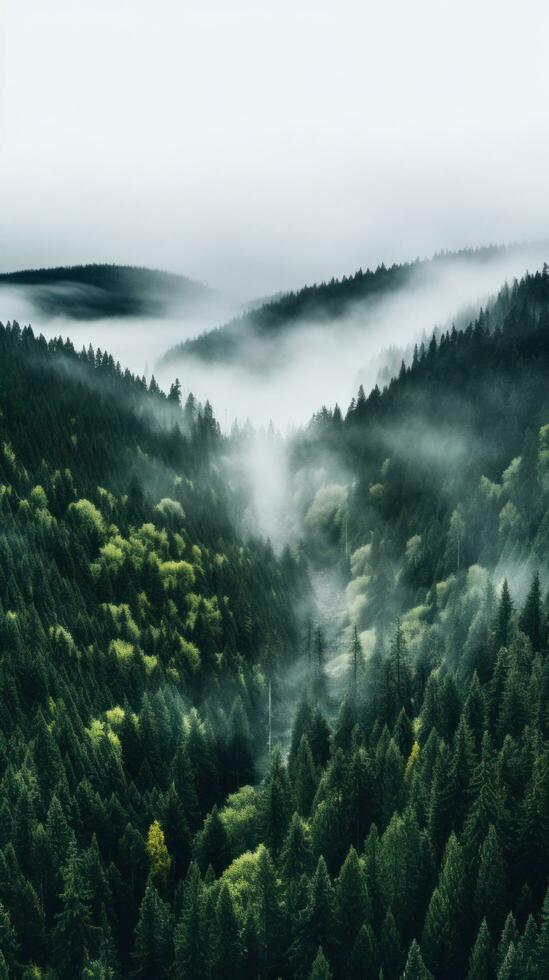 An aerial shot of a dense forest with a white fog photo
