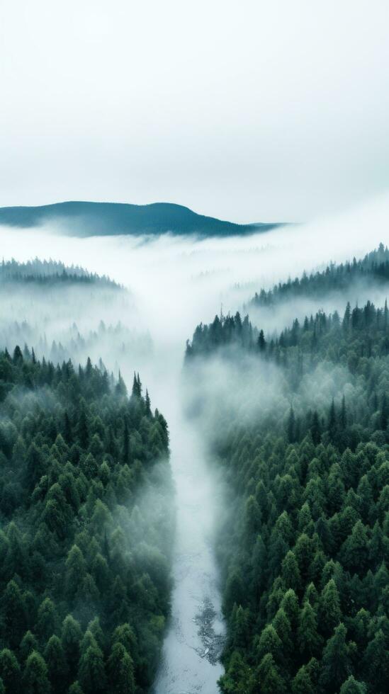 A top view of a forest with a white fog rolling over the treetops. photo