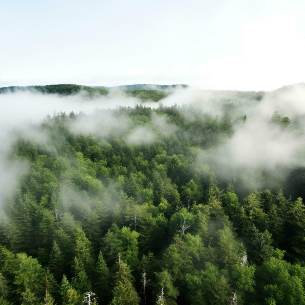 An aerial shot of a dense forest with a white fog photo
