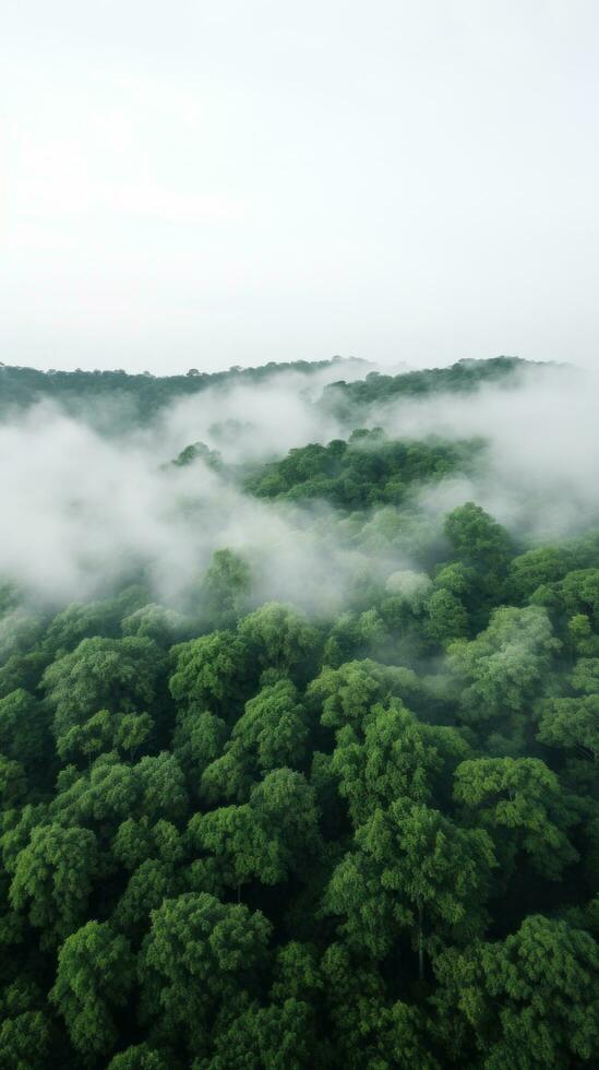 un panorámico ver de un denso bosque con un blanco niebla cubierta el copas de los árboles foto