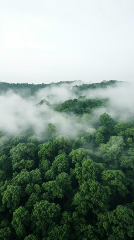 A panoramic view of a dense forest with a white fog covering the treetops photo