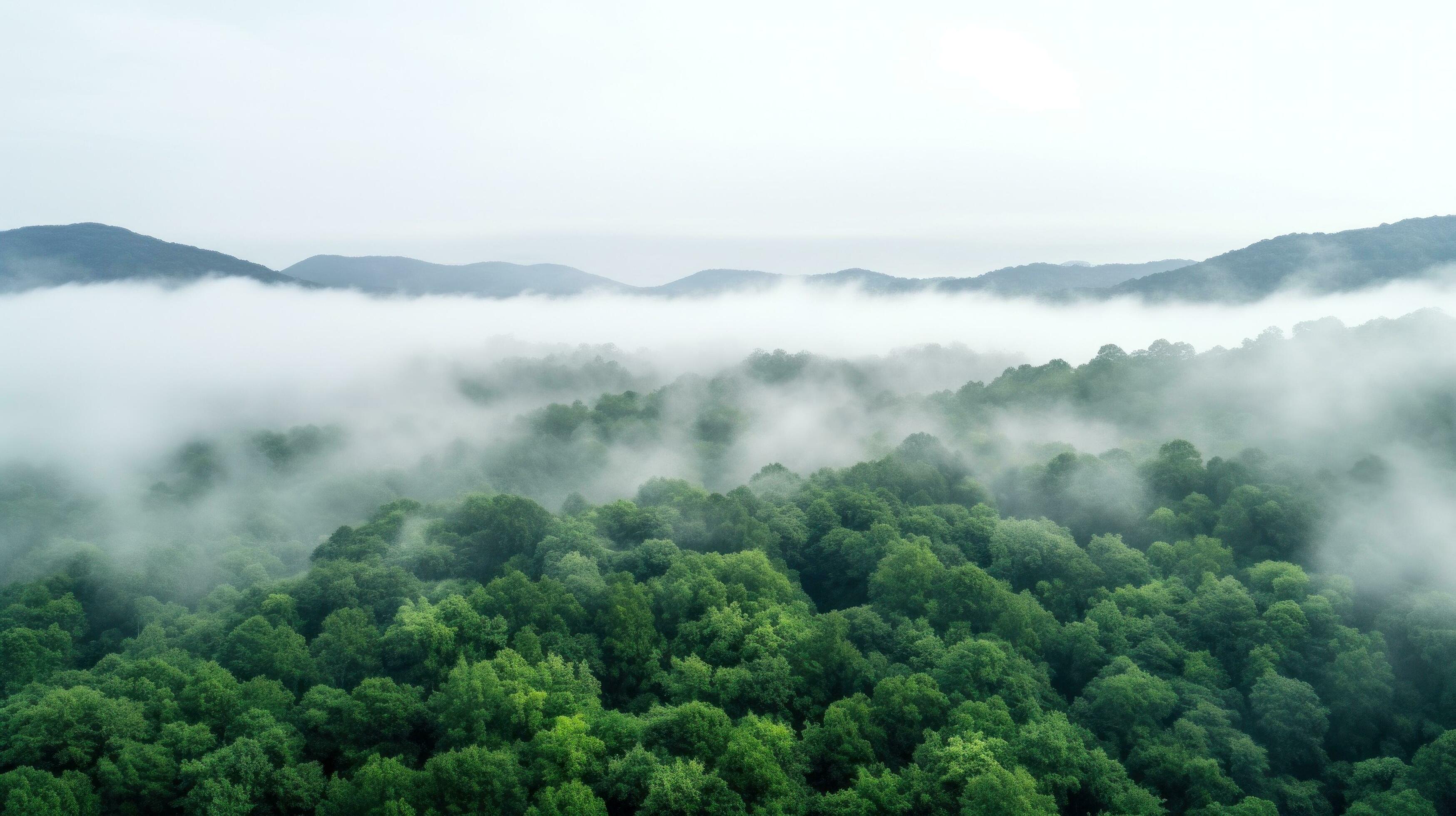 Wooded Hilltops
