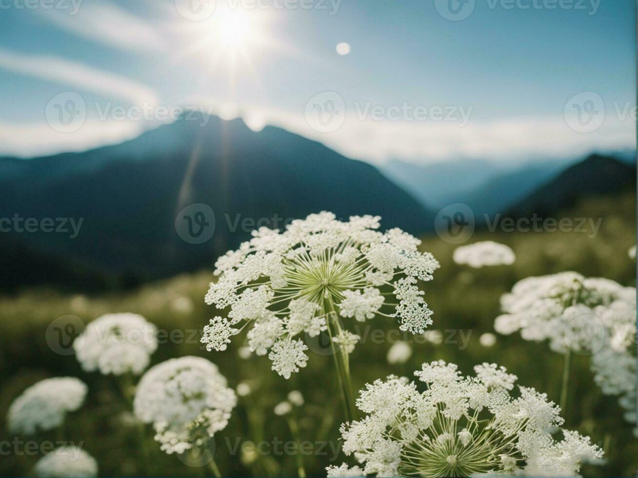 hermosa prado salvaje césped en calentar luz de sol. belleza naturaleza campo antecedentes blanco pequeño flores en el formar de un paracaídas en un verde borroso antecedentes generado por ai foto