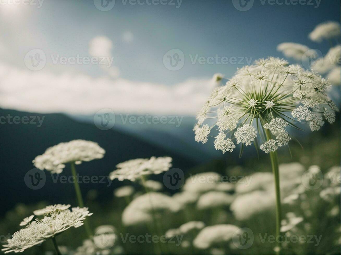 hermosa prado salvaje césped en calentar luz de sol. belleza naturaleza campo antecedentes blanco pequeño flores en el formar de un paracaídas en un verde borroso antecedentes generado por ai foto