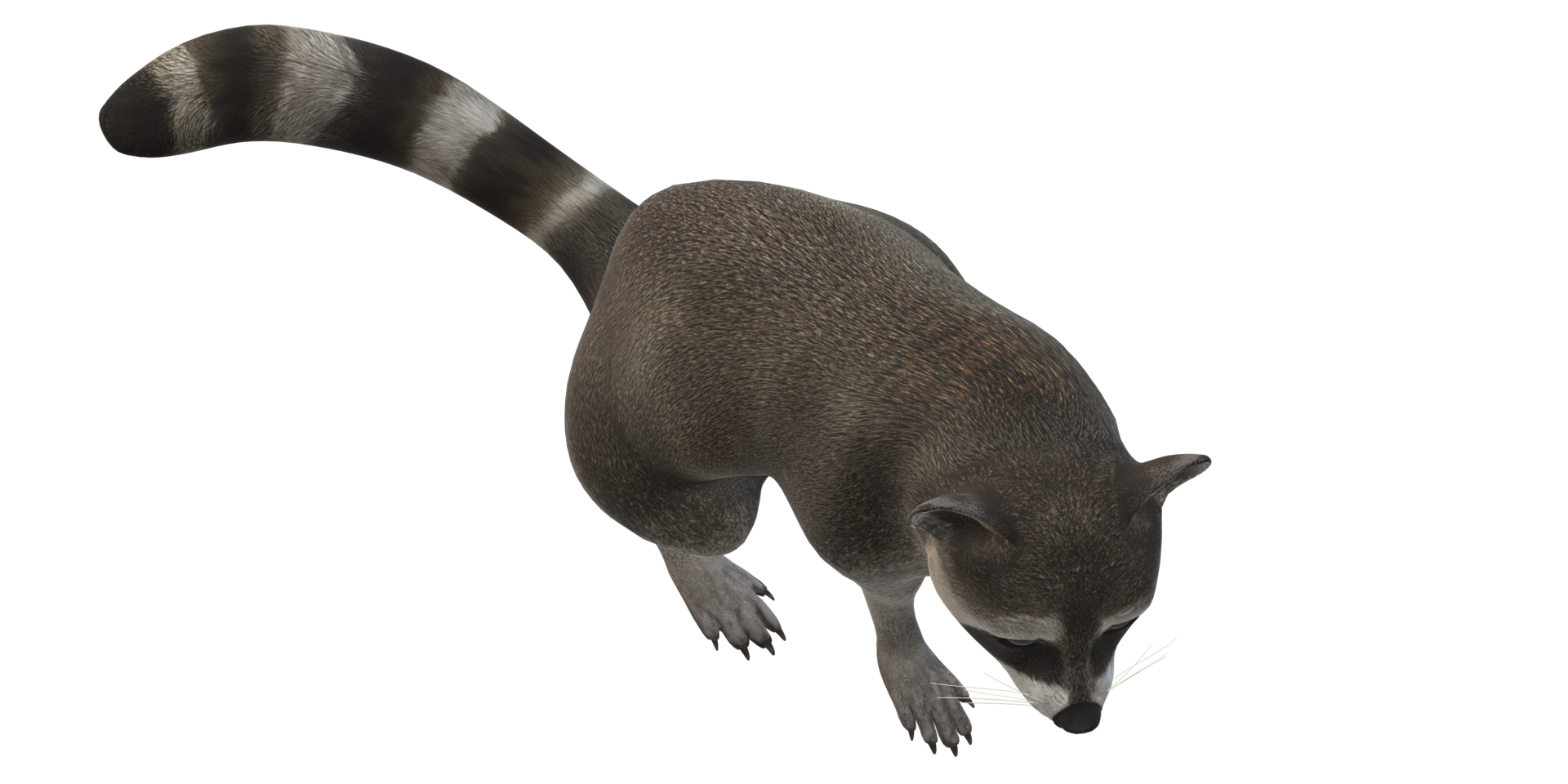 Raccoon isolated on a Transparent Background png