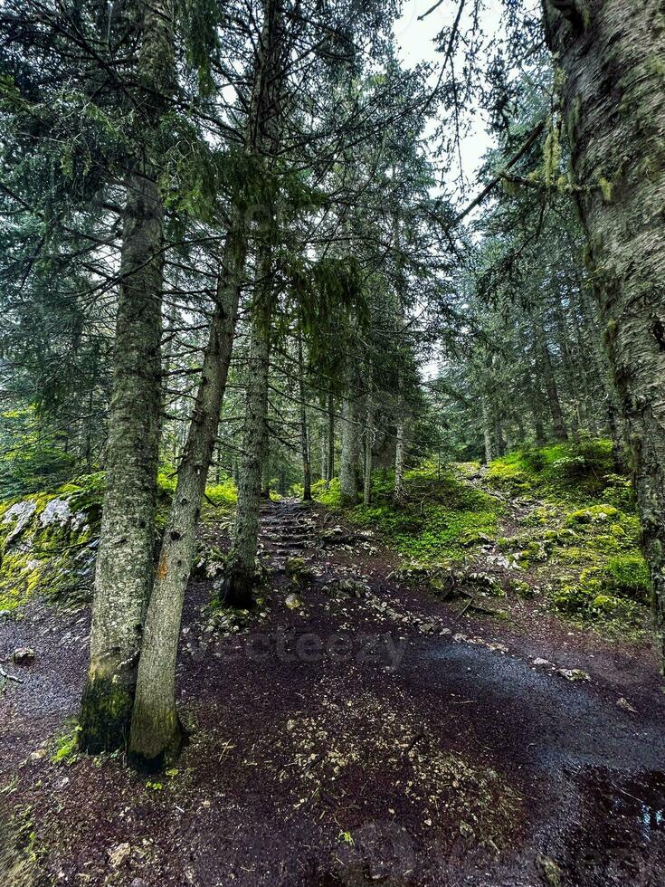 Beautiful forest with different trees photo