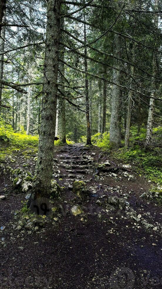 hermosa bosque con diferente arboles foto