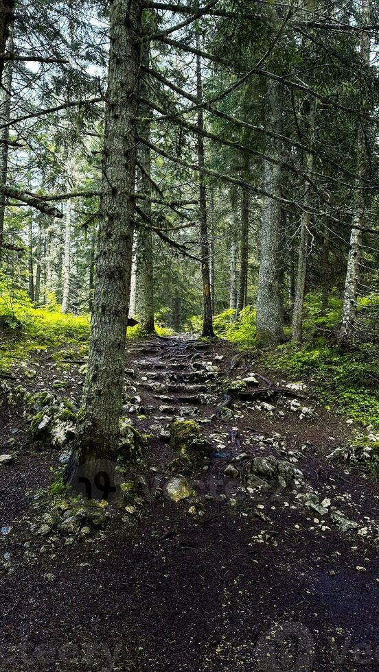 Beautiful forest with different trees photo