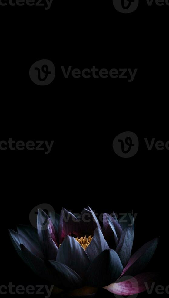 Black lotus flower in dark vertical banner. Generate Ai photo