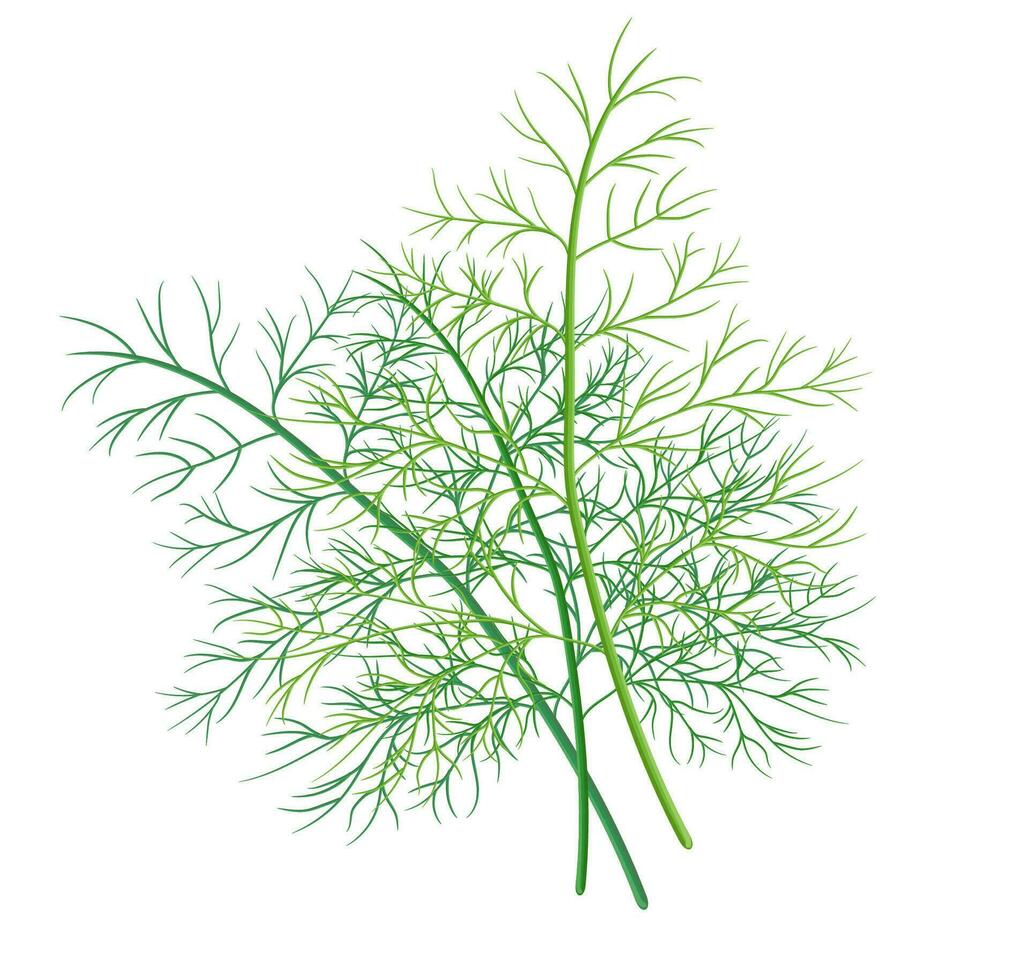 herb and spice. high quality vector