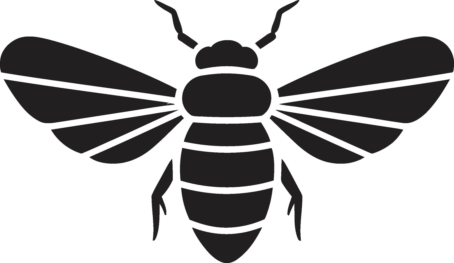 Intricate Chorus Black Cicada Emblems Song Elegance in Sound Cicada