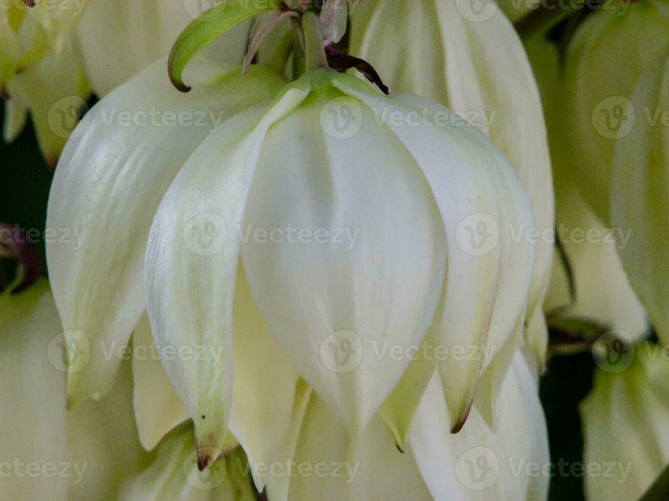 Background with flowers photo