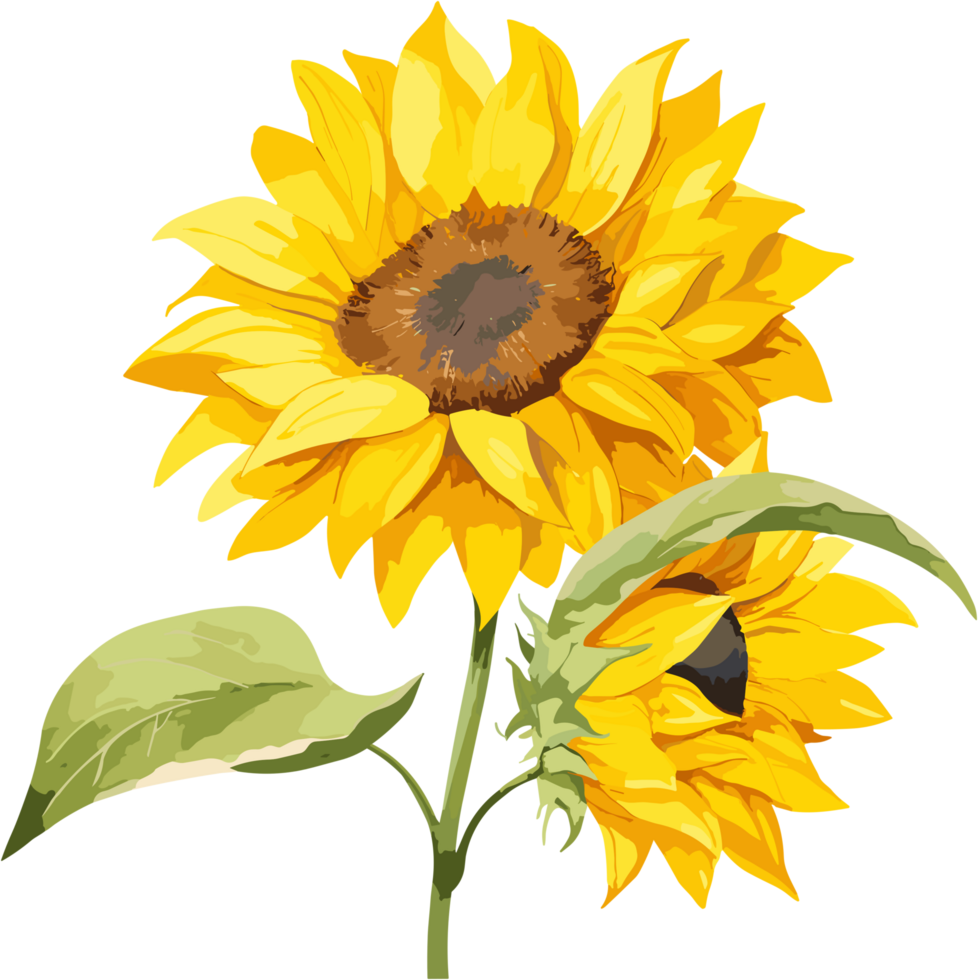 yellow sunflower illustration png