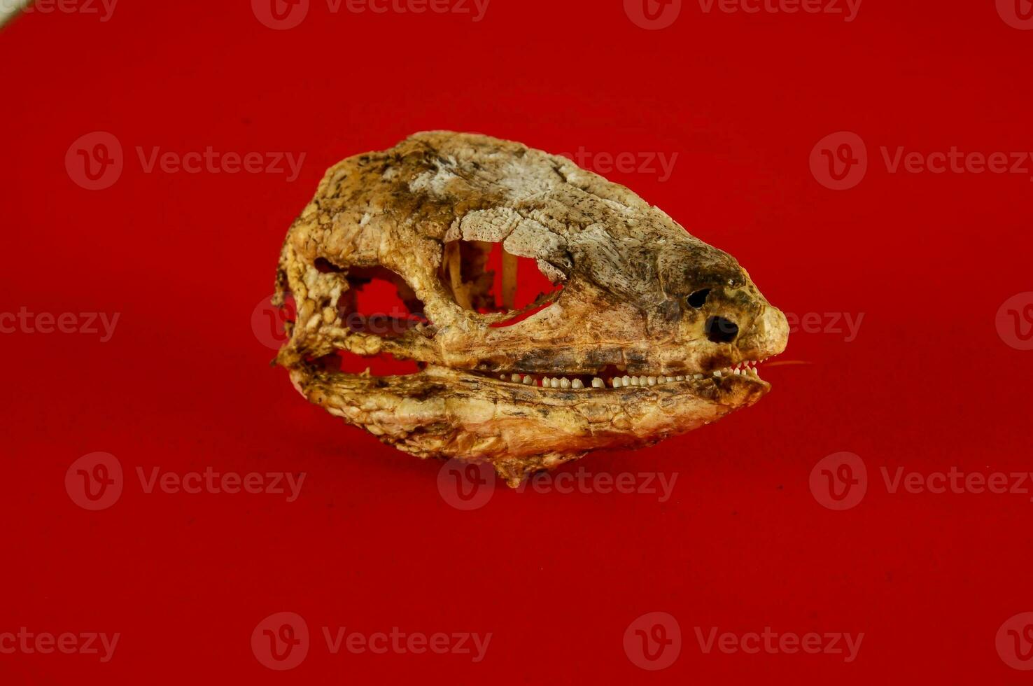 A skull head on red background photo