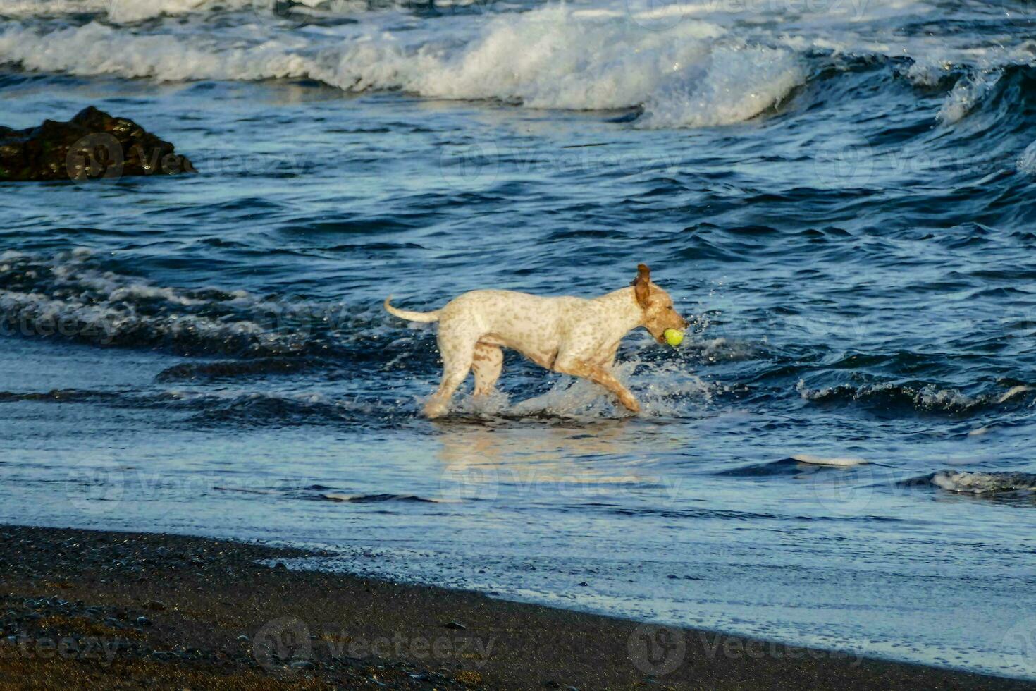 Dog playing in the sea photo
