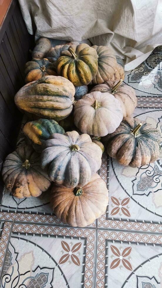 foto de un real calabaza sólo tomado desde el jardín