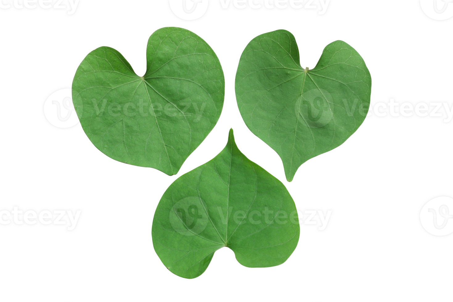 Green leave are laid out in the shape of a heart .The concept of love for nature. Eco concept, nature and ecology protection. selective focus,top view, transparent background. png