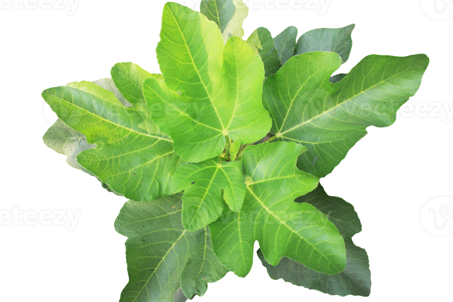 Ficus carica,fig tree transparent background ,top view closed-up leaves,selective focus. png